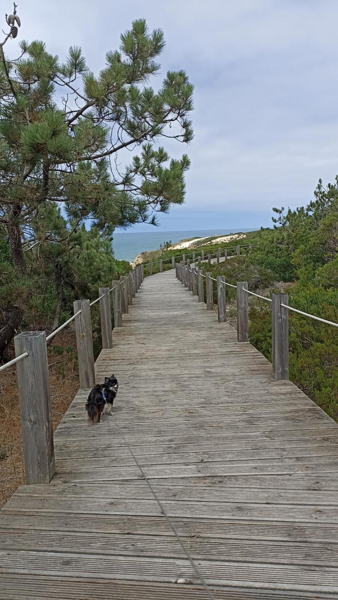 Tinyhouse Tilda - Near Famous Beaches Pataias Extérieur photo